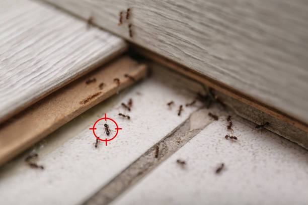 Best Best Pest Control Companies  in West Plains, MO