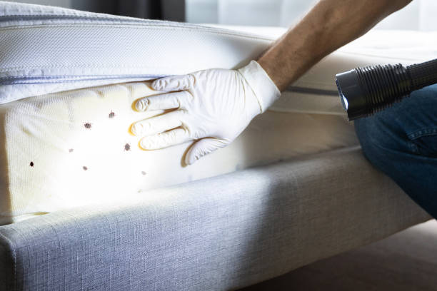 Best Pest Inspection Near Me  in West Plains, MO